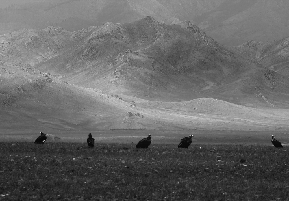 Mongolia: Black and White