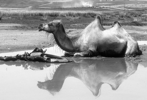 Mongolia: Black and White