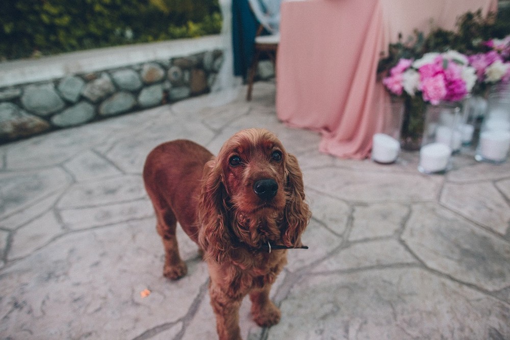 Kostya & Sasha. Wedding