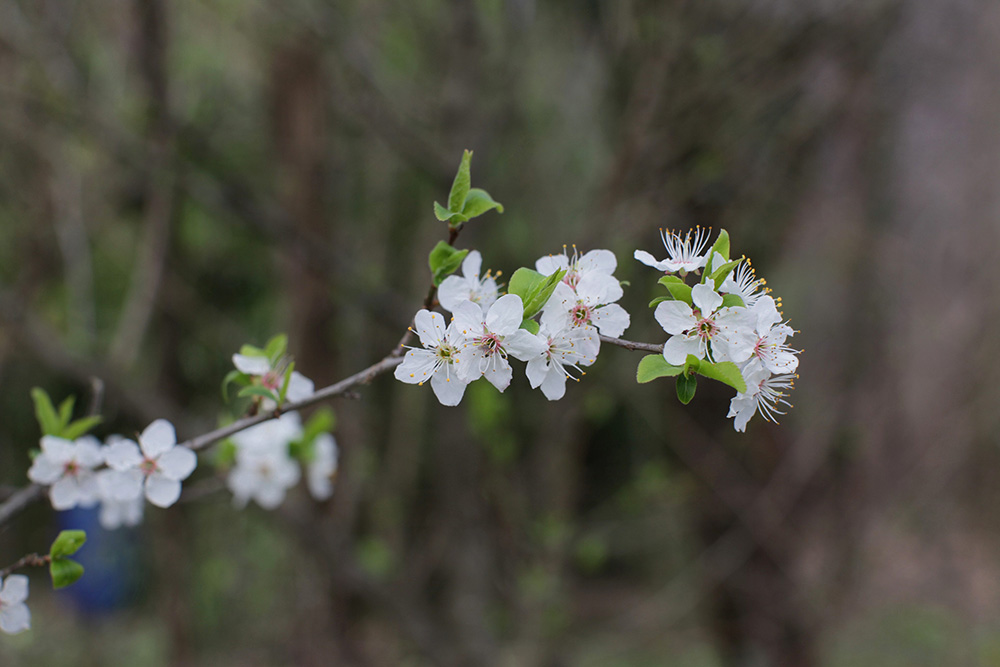 Природа Италии. Nature Italy