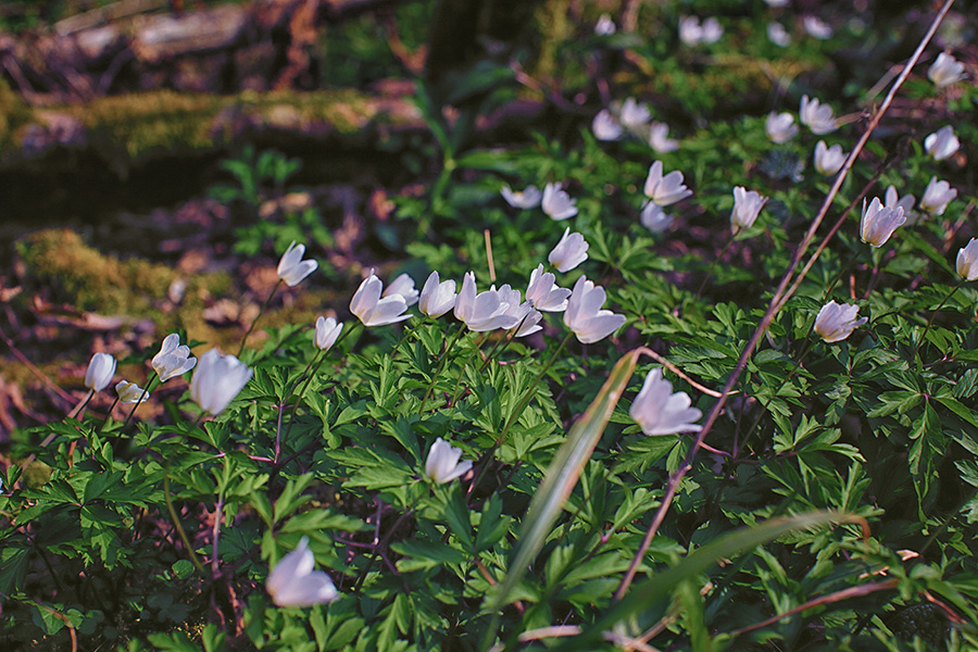 Природа Италии. Nature Italy