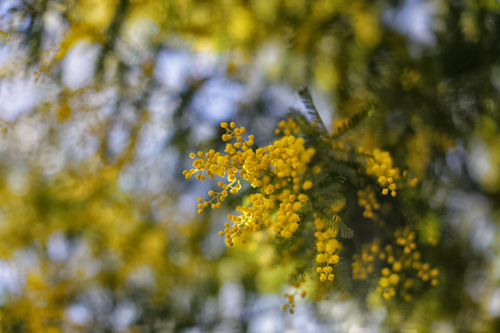 весна, мимоза