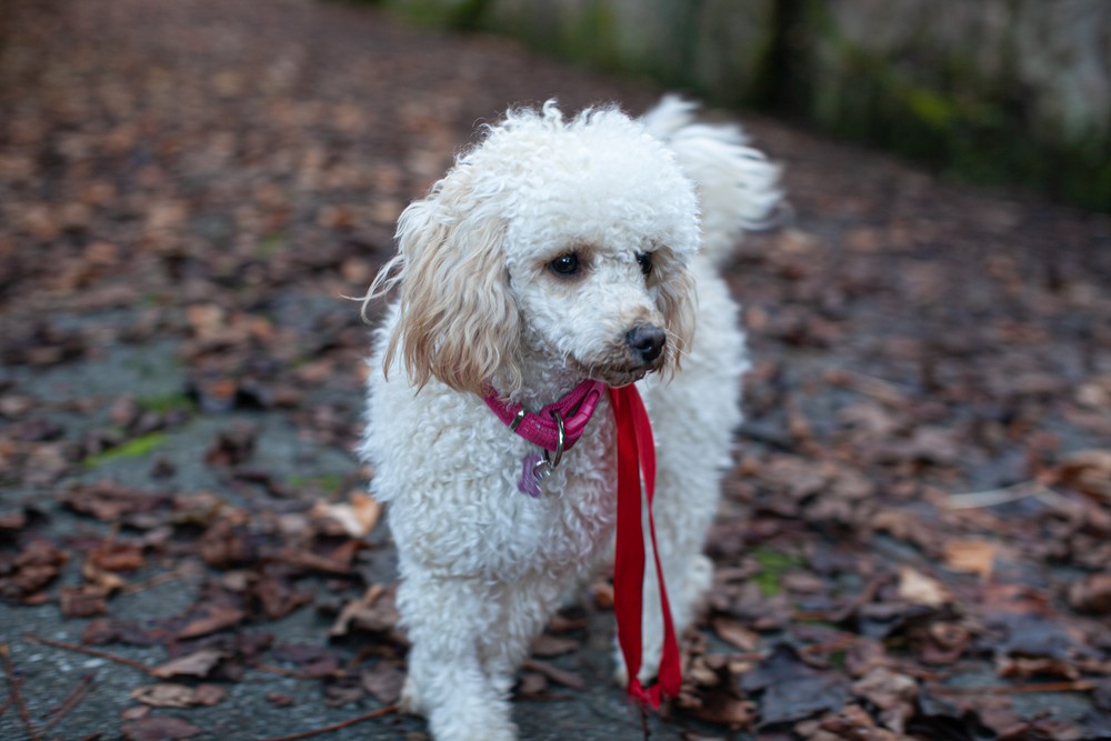 Festa di laurea 2020