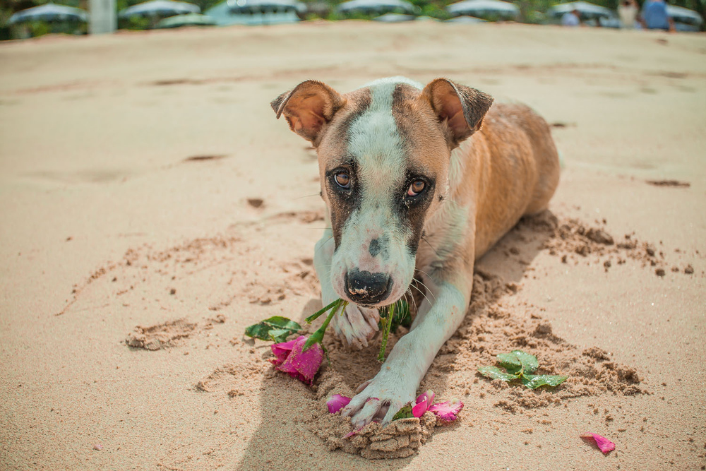 Пары/свадьбы Venezia-Verona Weddings, love story 