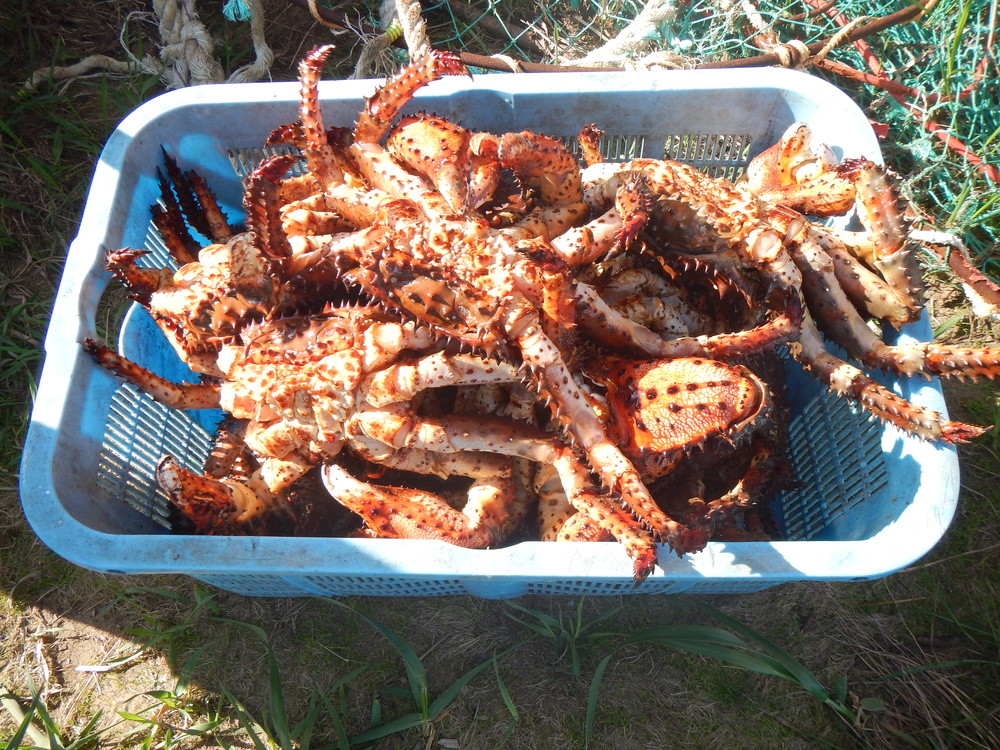 Открытие сезона на ловле красной рыбы (Сима)
