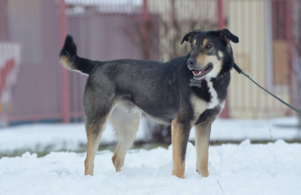 Клайд