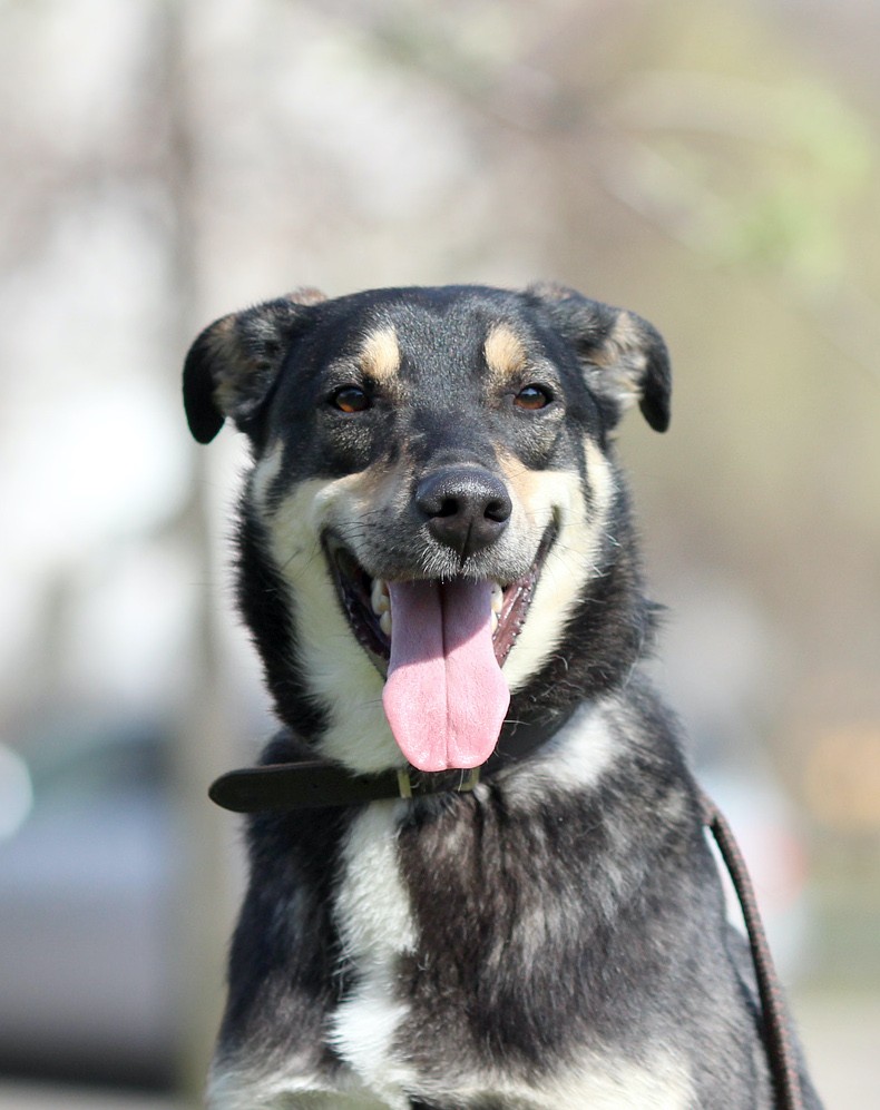 Клайд