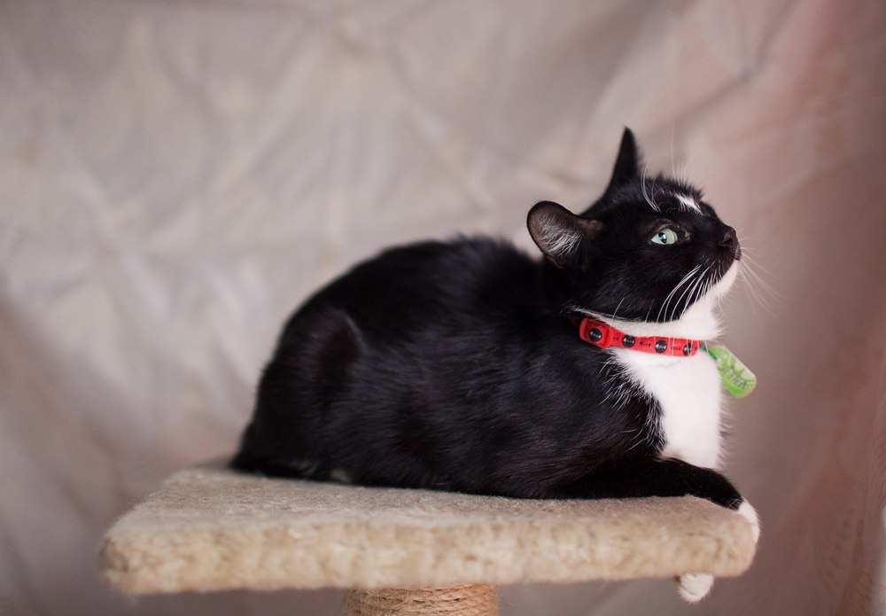 Кототест