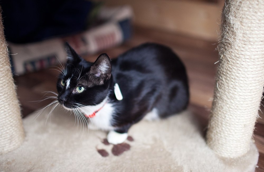 Кототест
