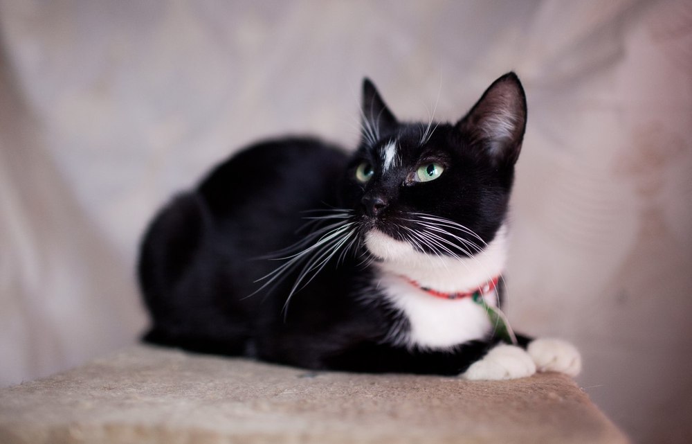 Кототест