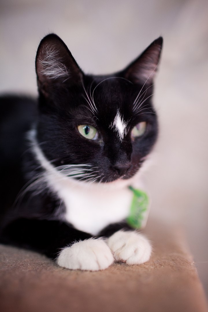 Кототест