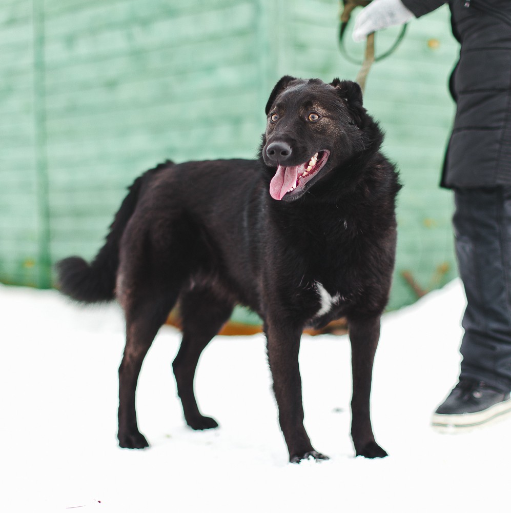 Руна