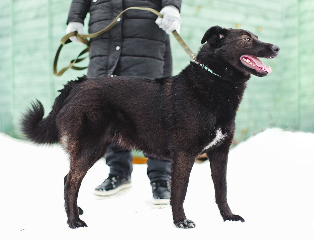 Руна