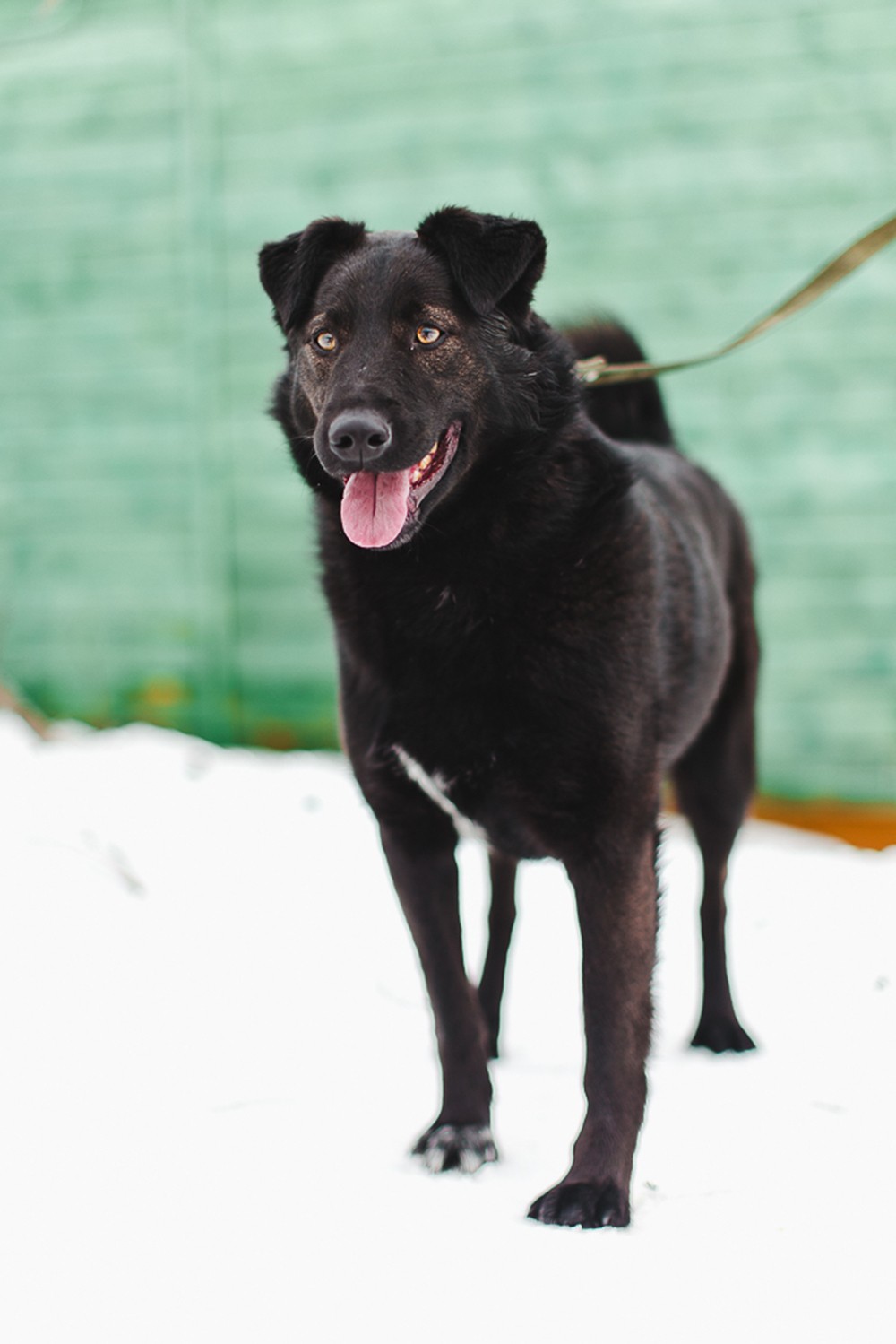 Руна