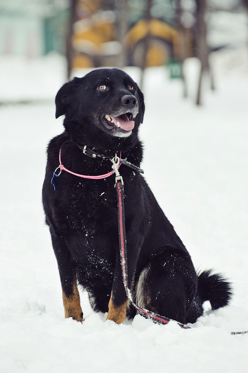 Макс