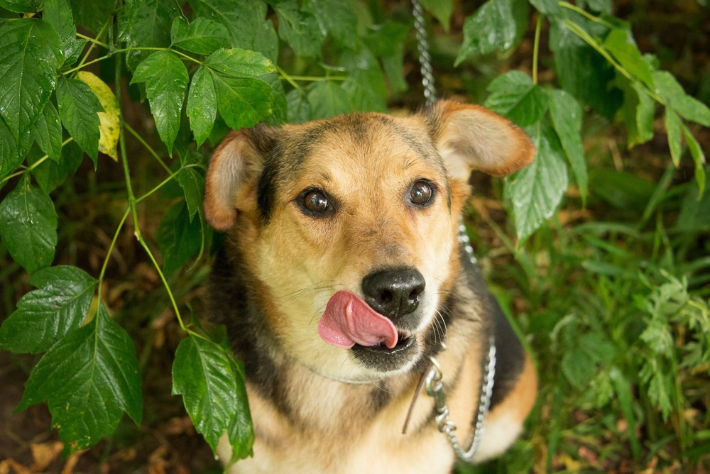 Клайд