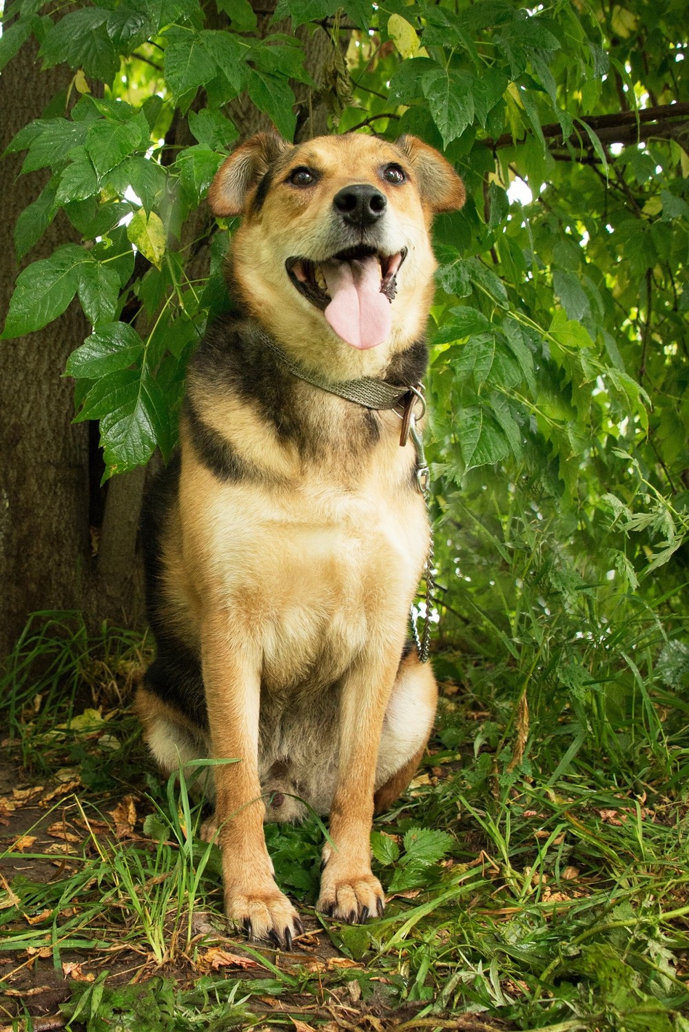Клайд