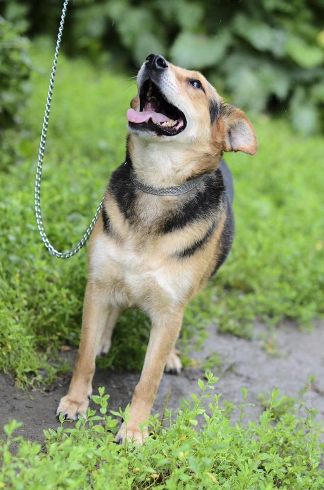 Клайд