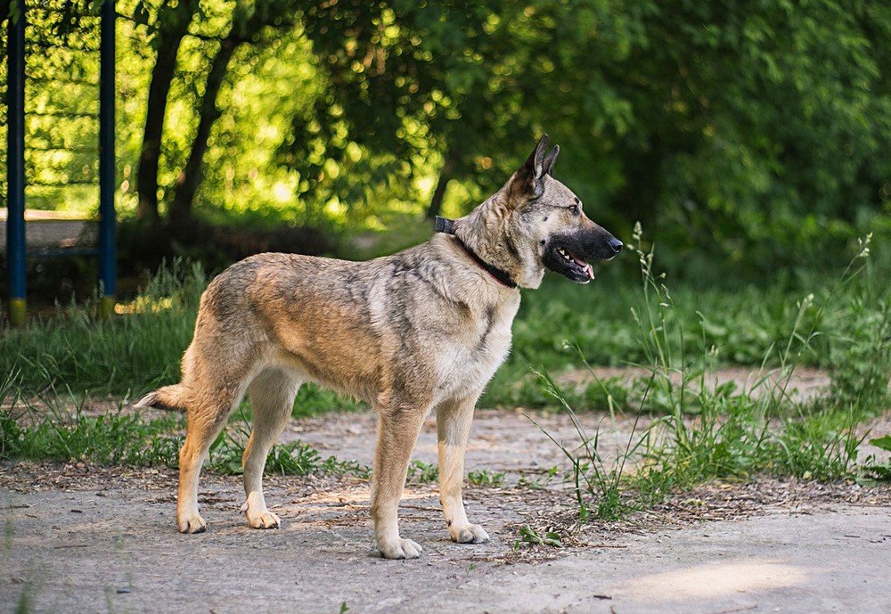 Злата