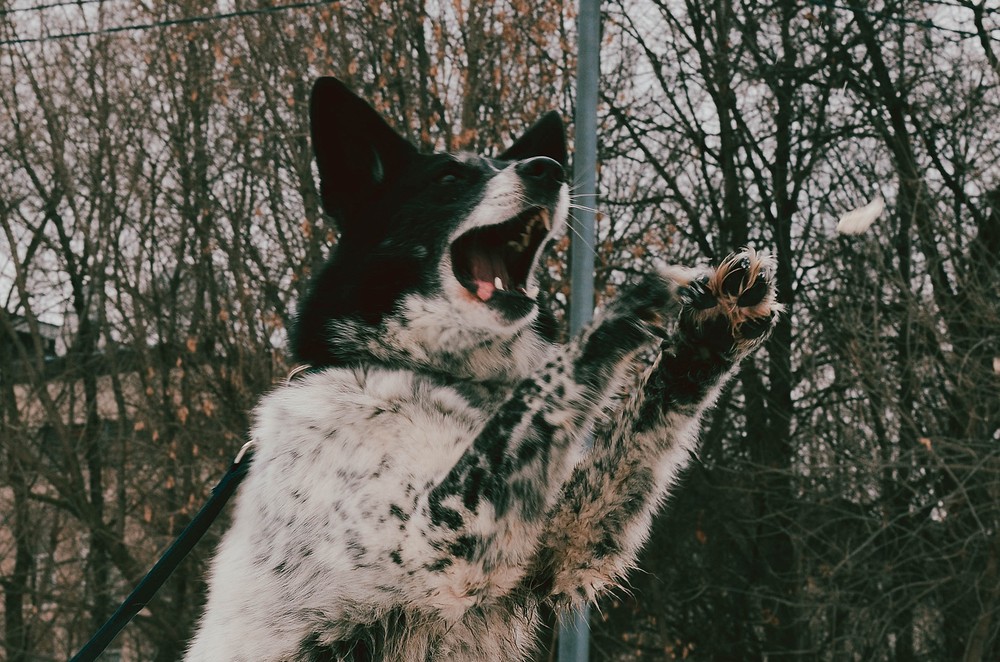 Луша