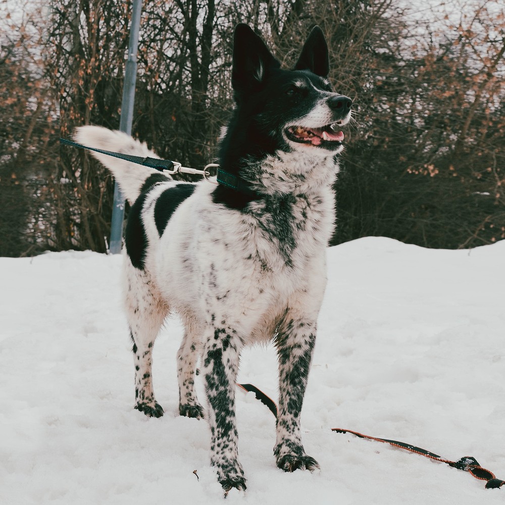 Луша