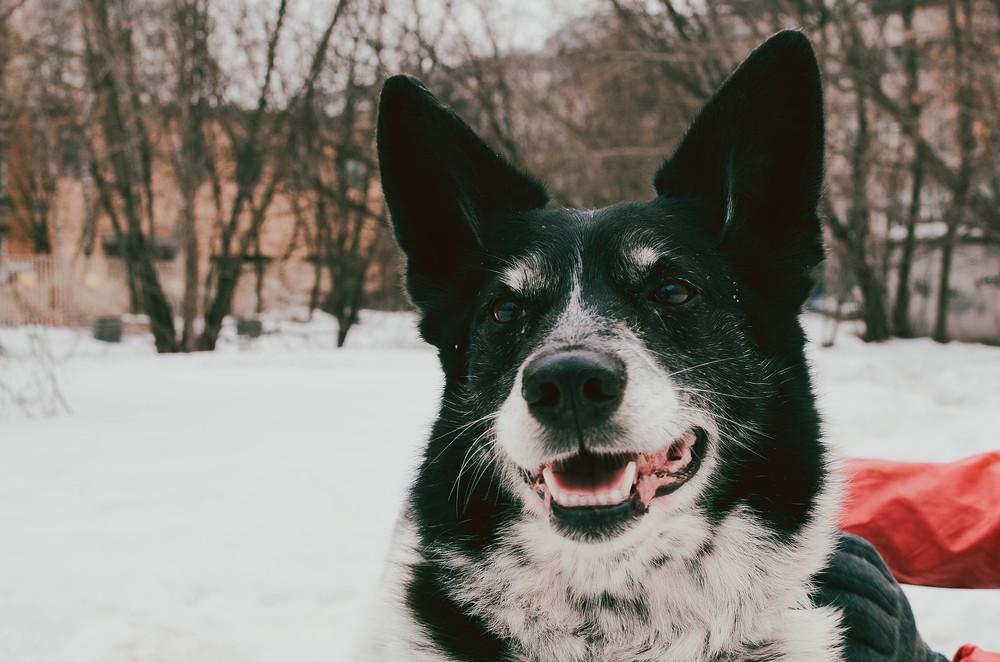 Луша