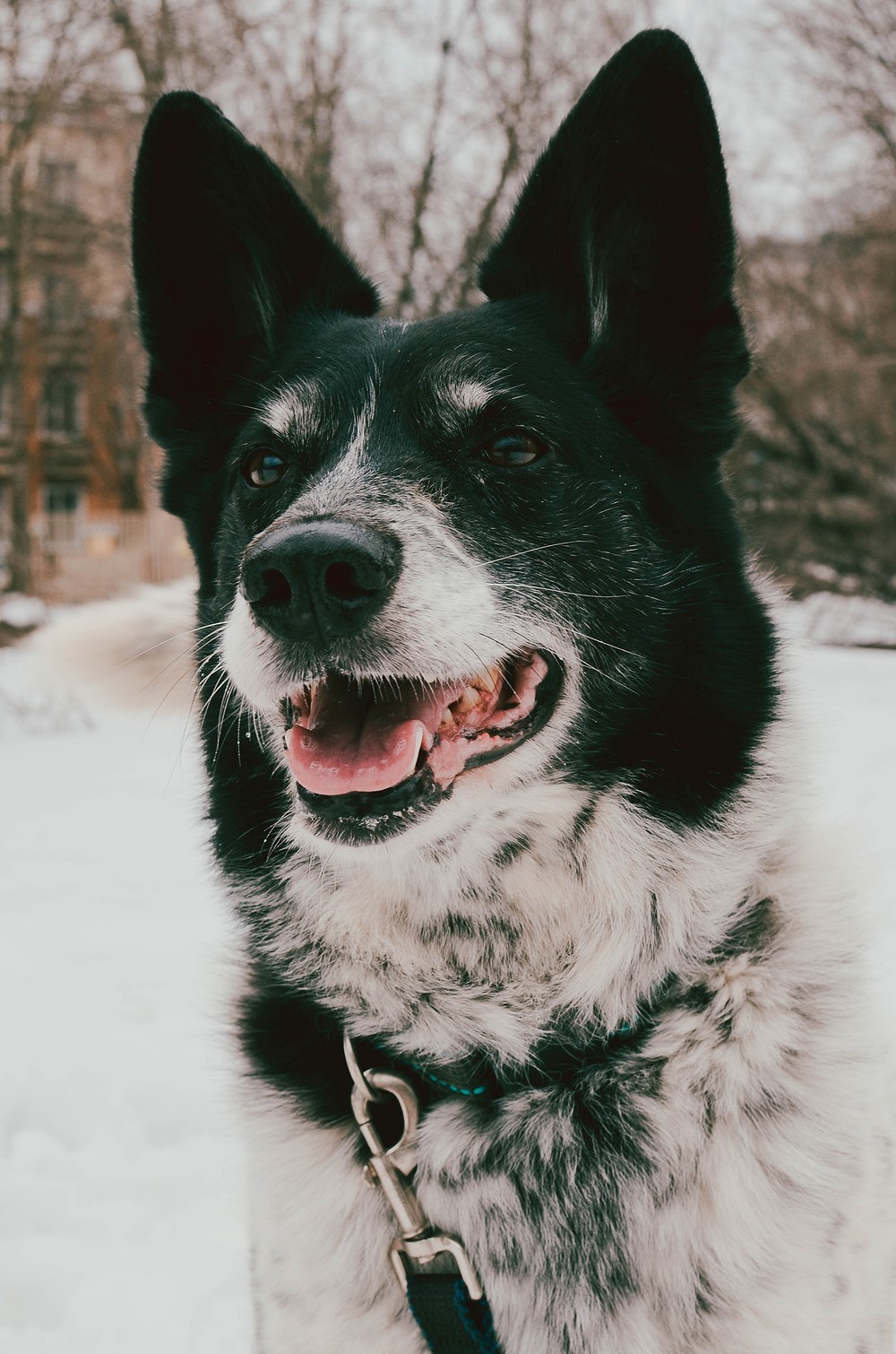 Луша