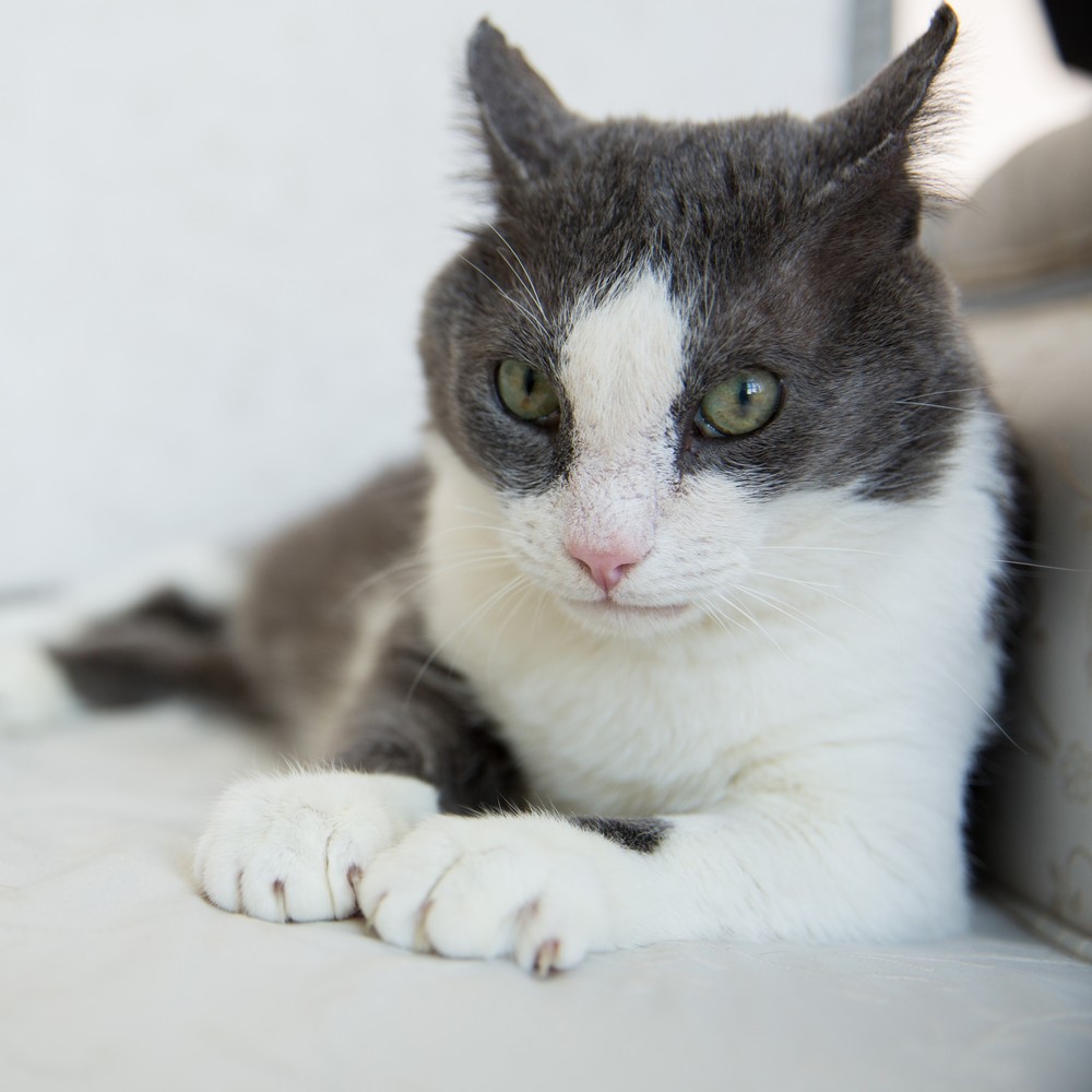 Арсений