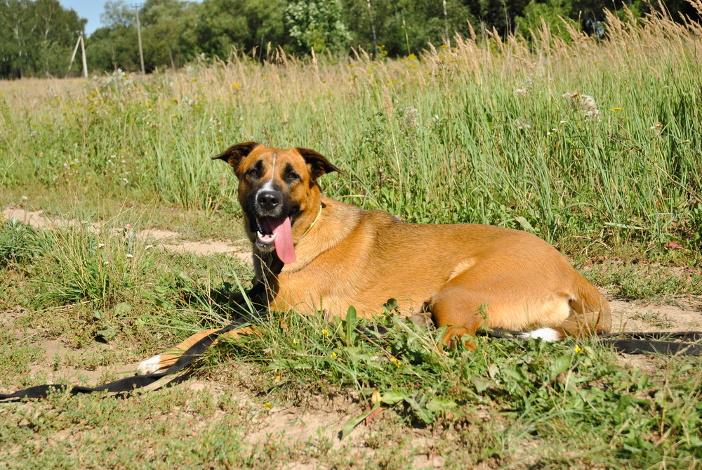 Злата