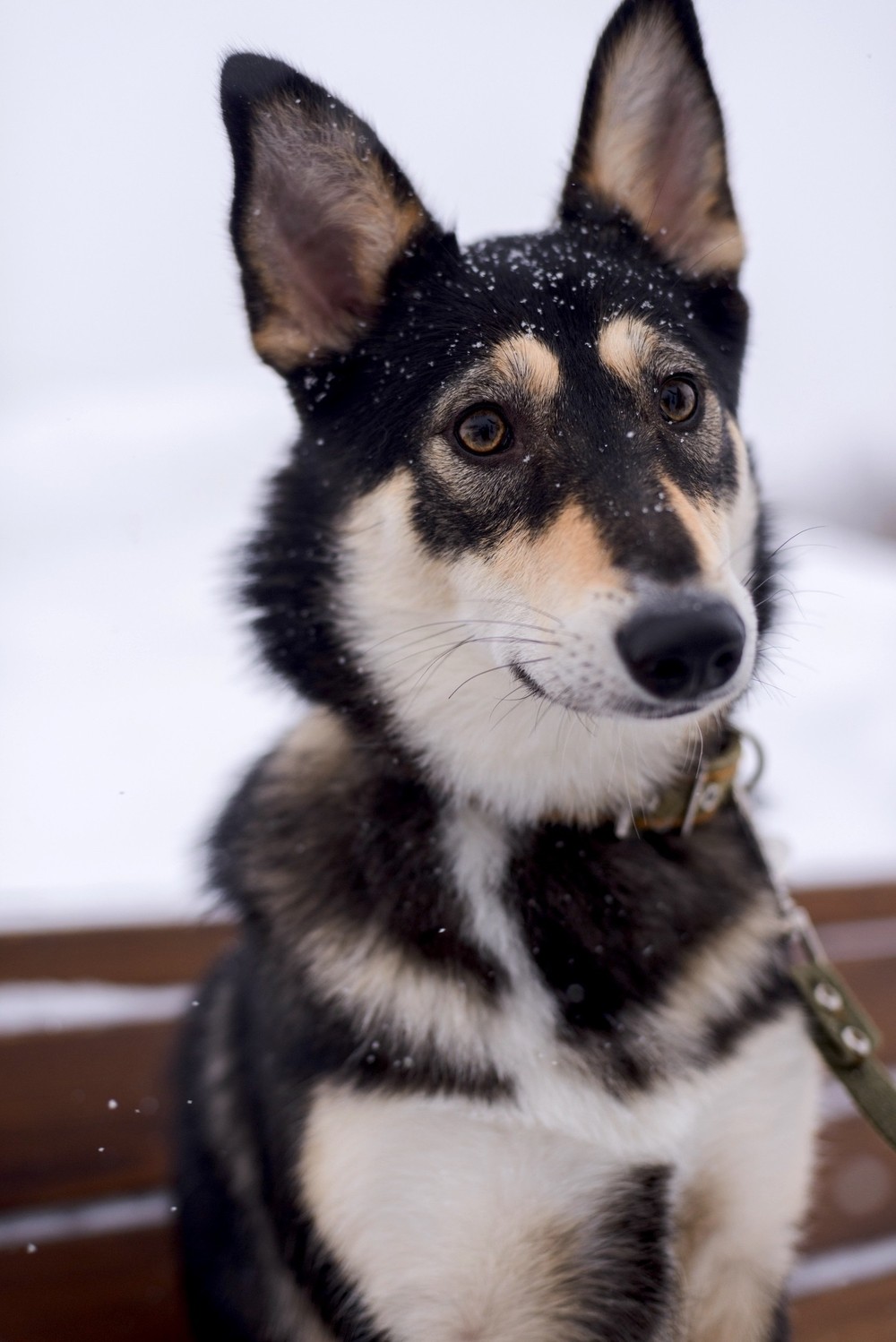 Клюква