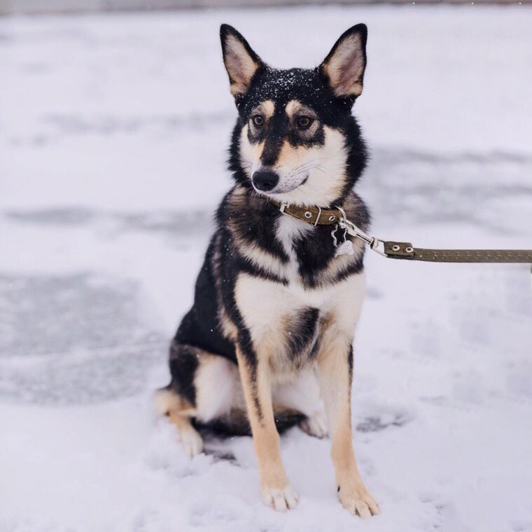 Клюква