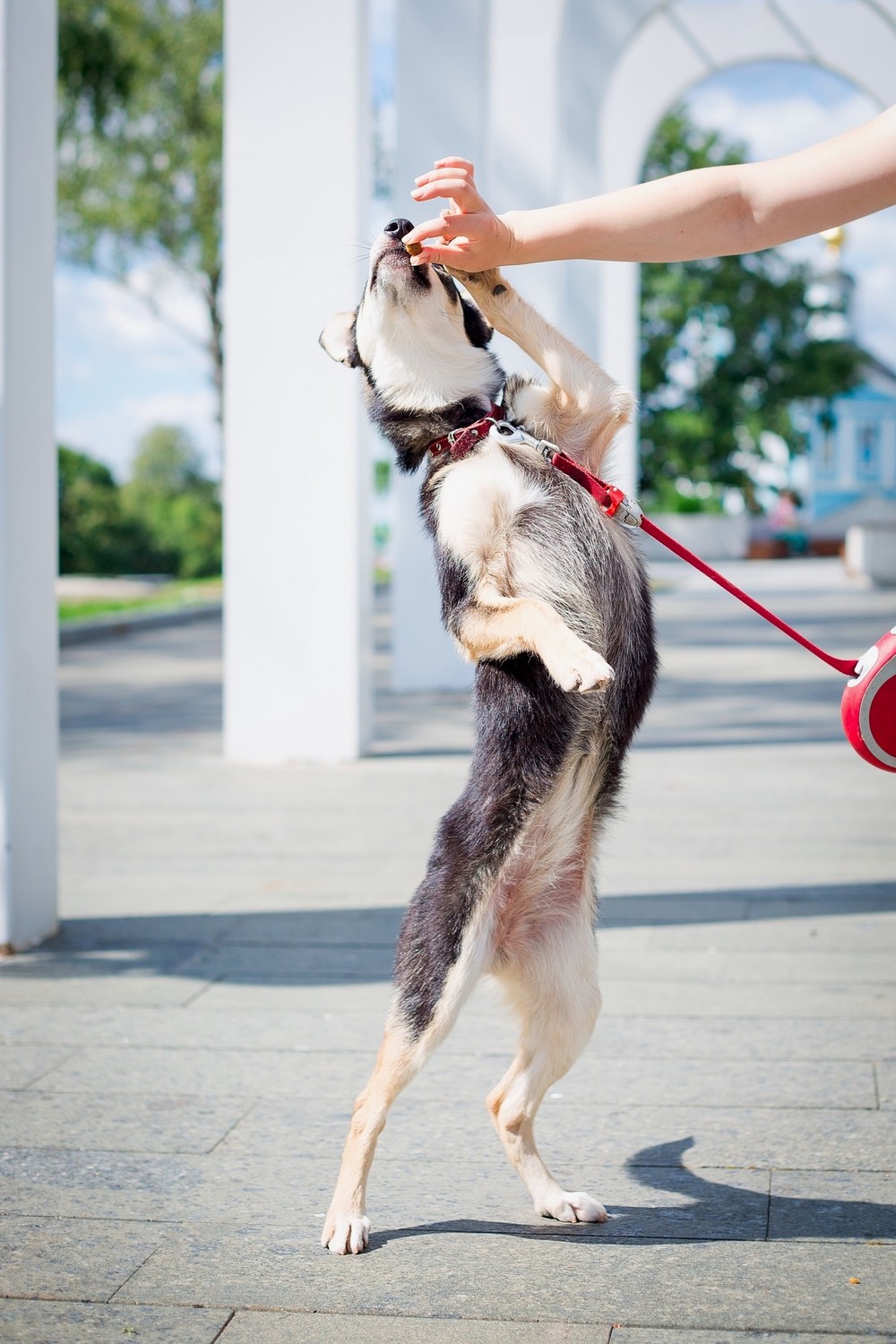 Клюква