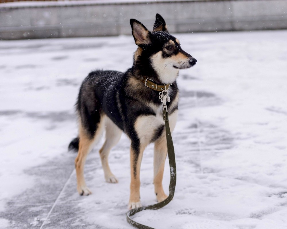Клюква