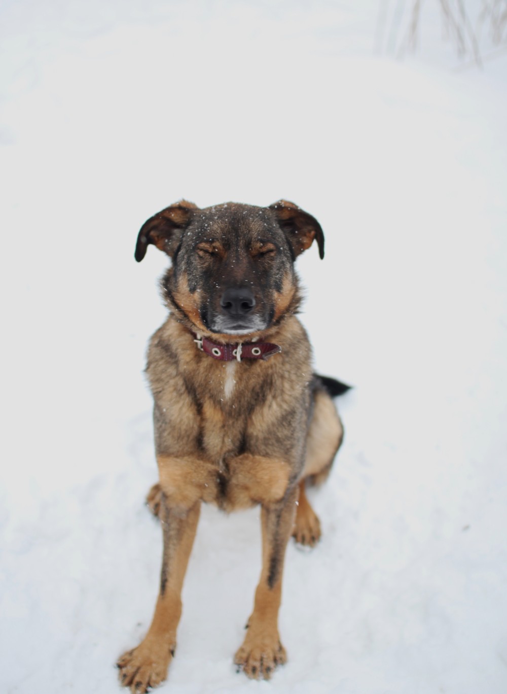Лана