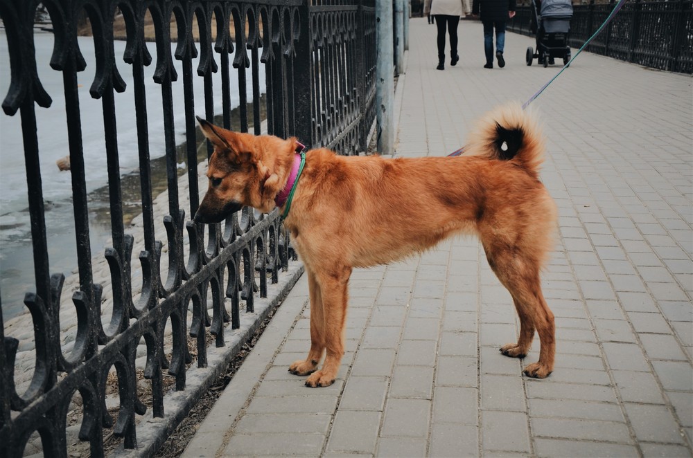 Рокси