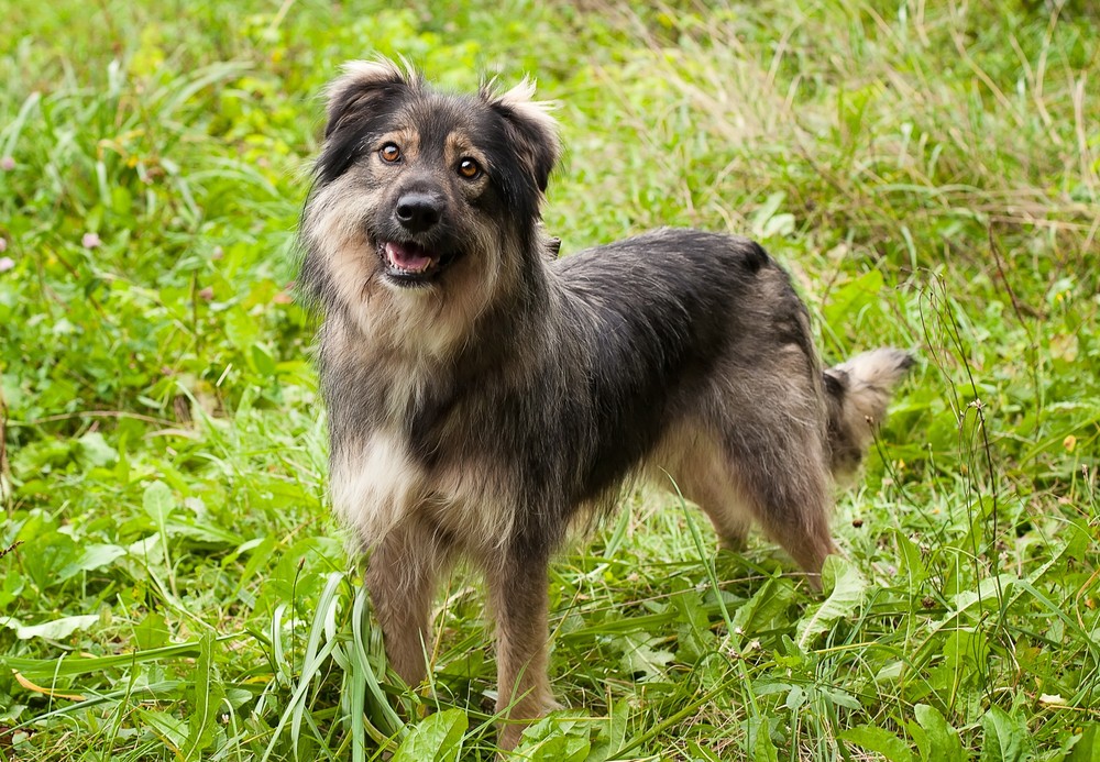 Лана