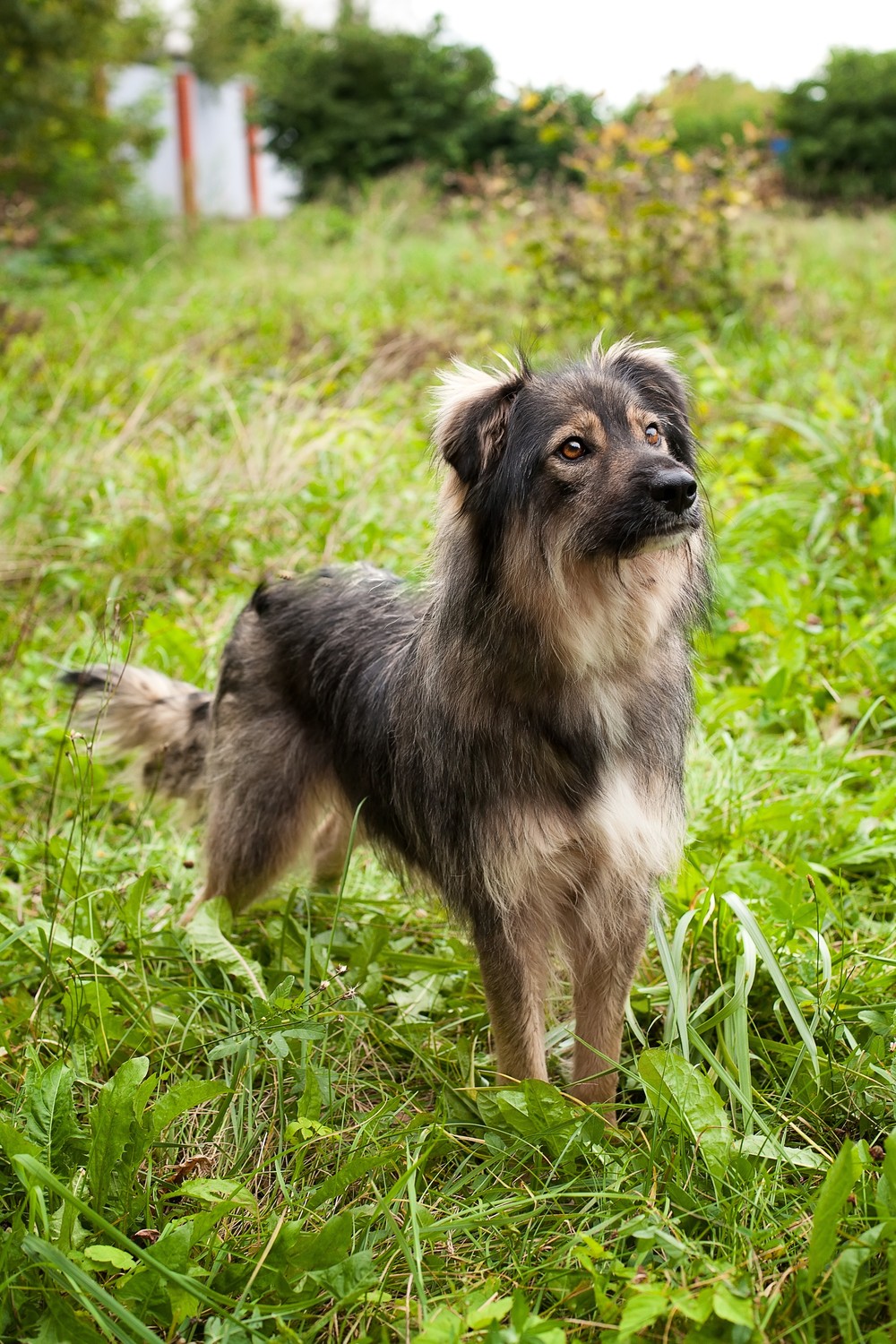 Лана
