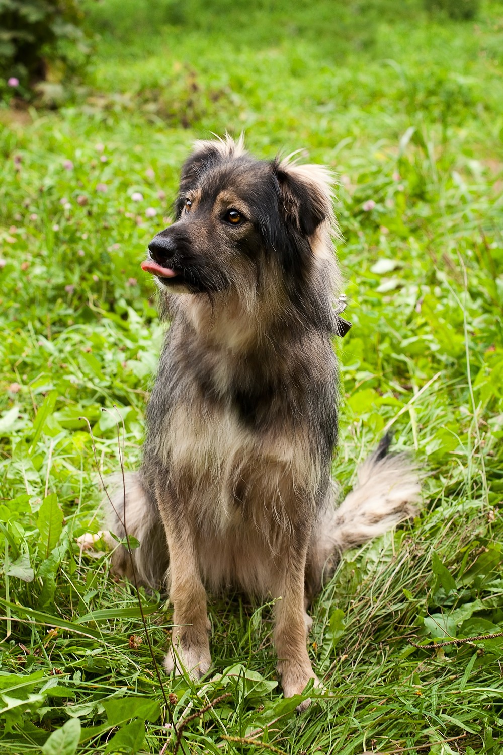 Лана