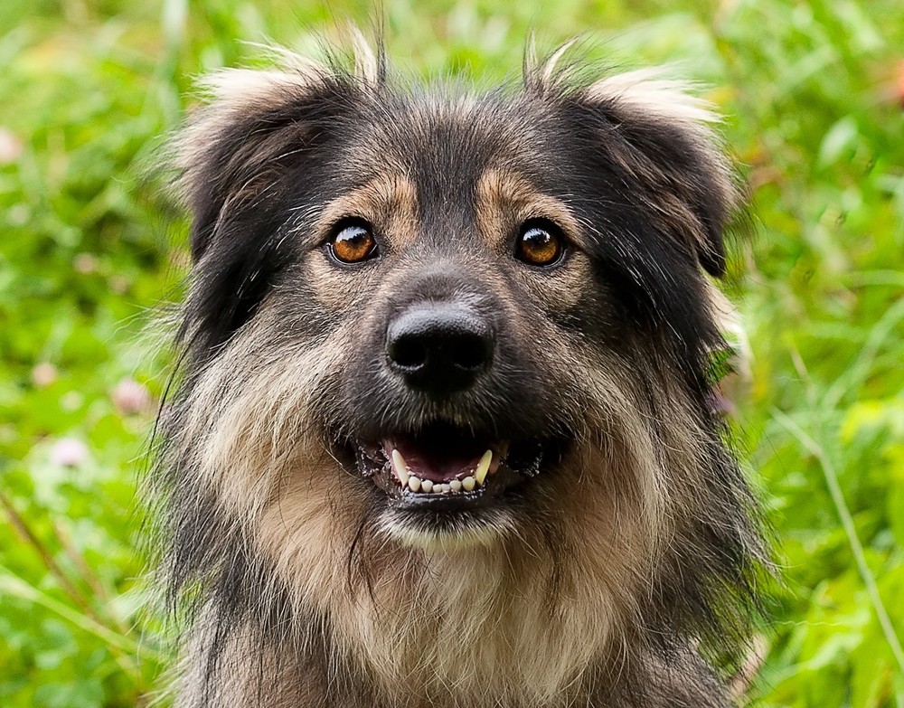 Лана