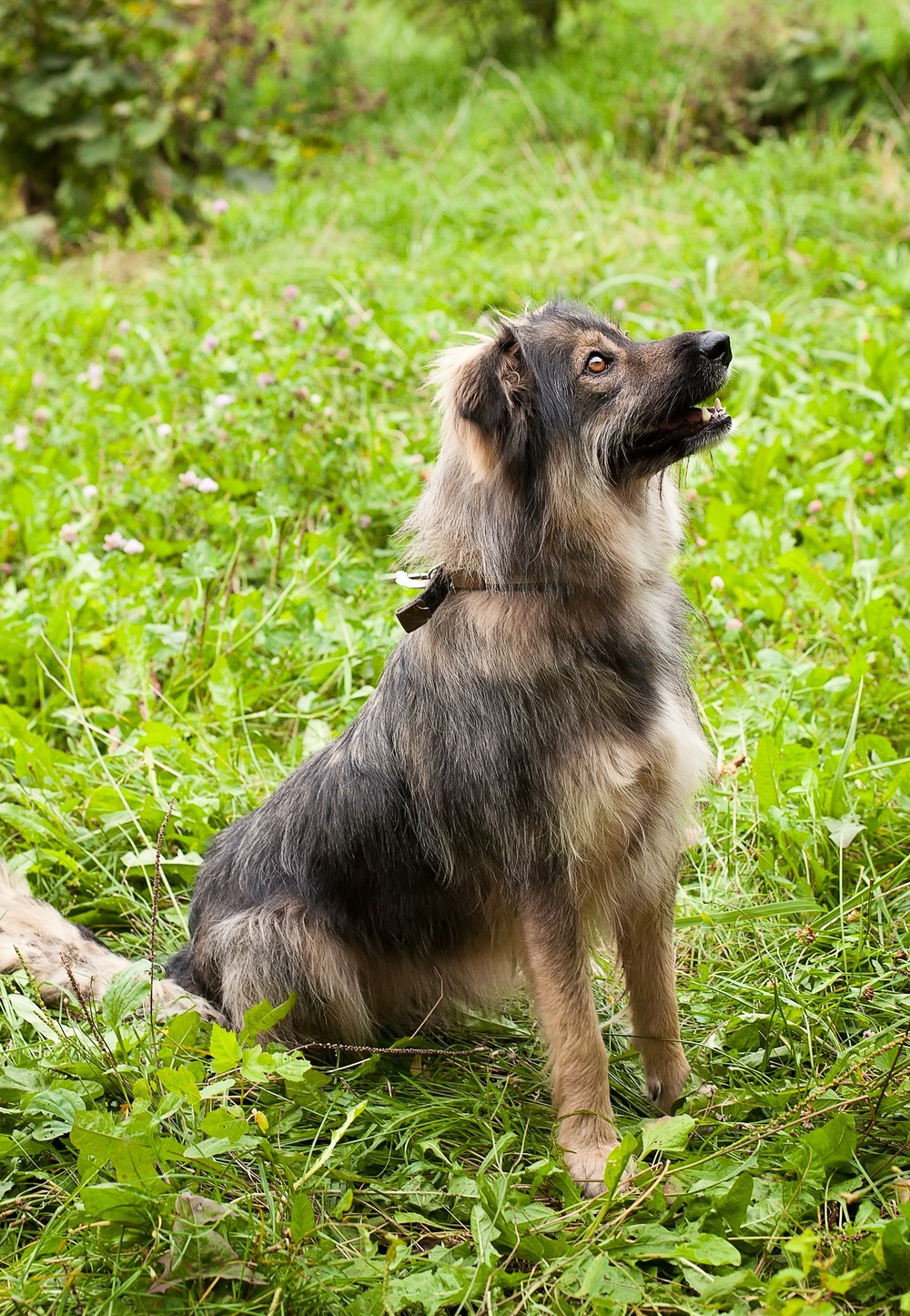 Лана