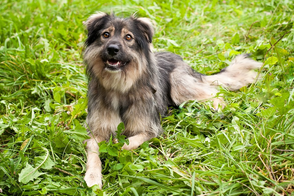 Лана