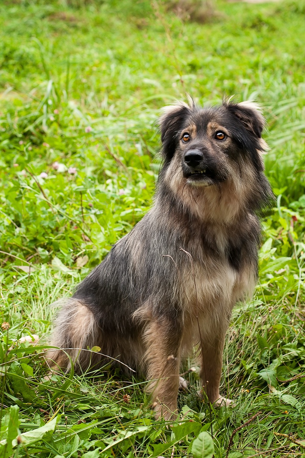 Лана