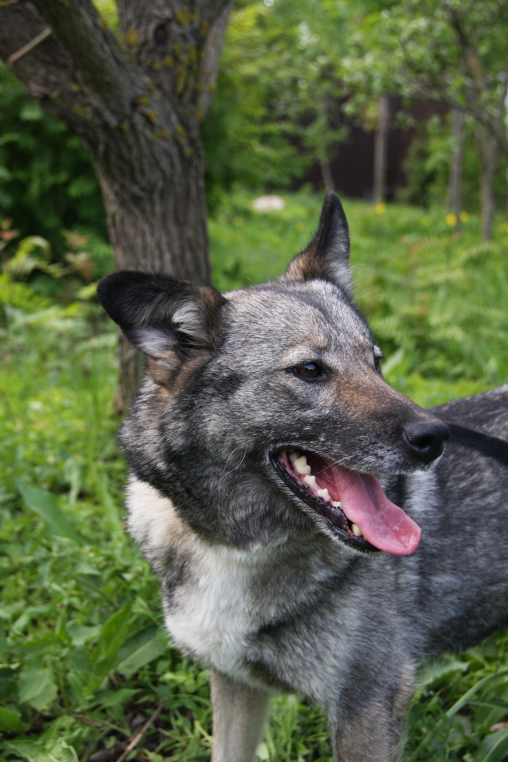 Бурка