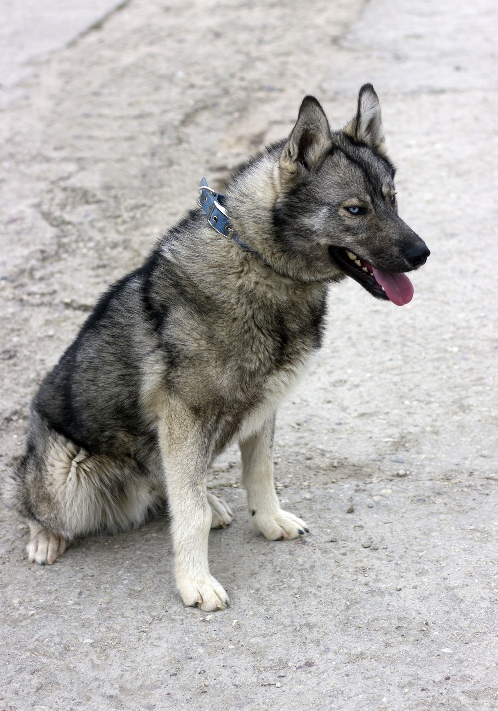 Аксель