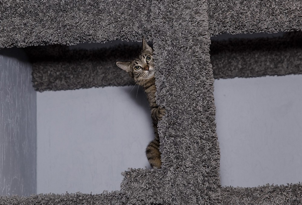 Клеопатра