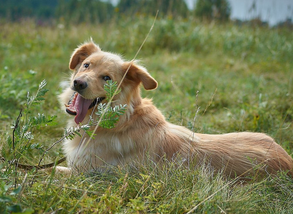 Клык