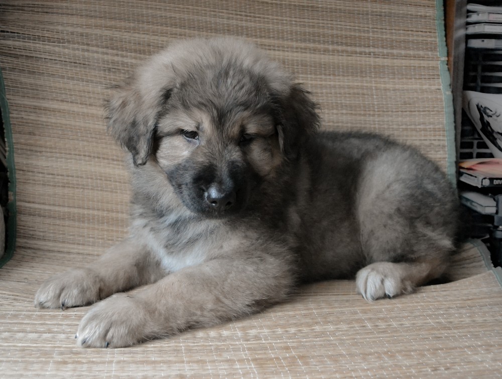 Цен (мальчик)