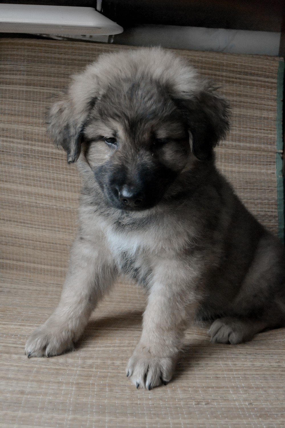 Цен (мальчик)