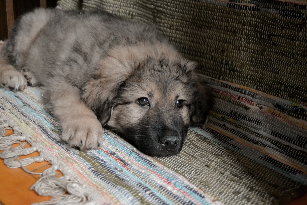 Цен (мальчик)