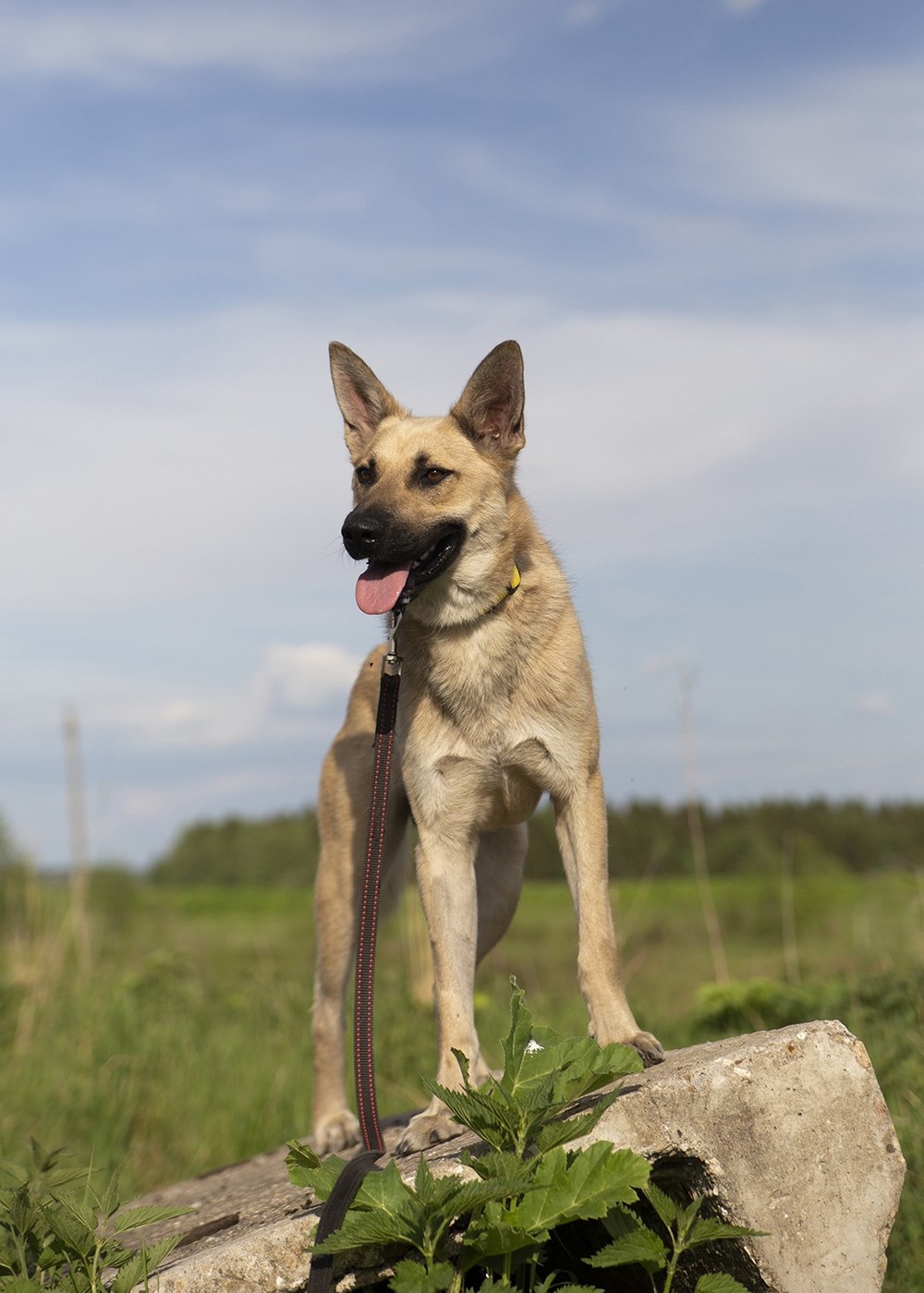 Персик